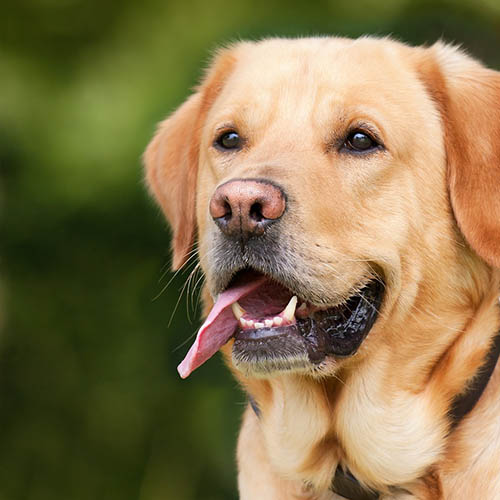  un chiot soin pharmacie du Grand Ensemble